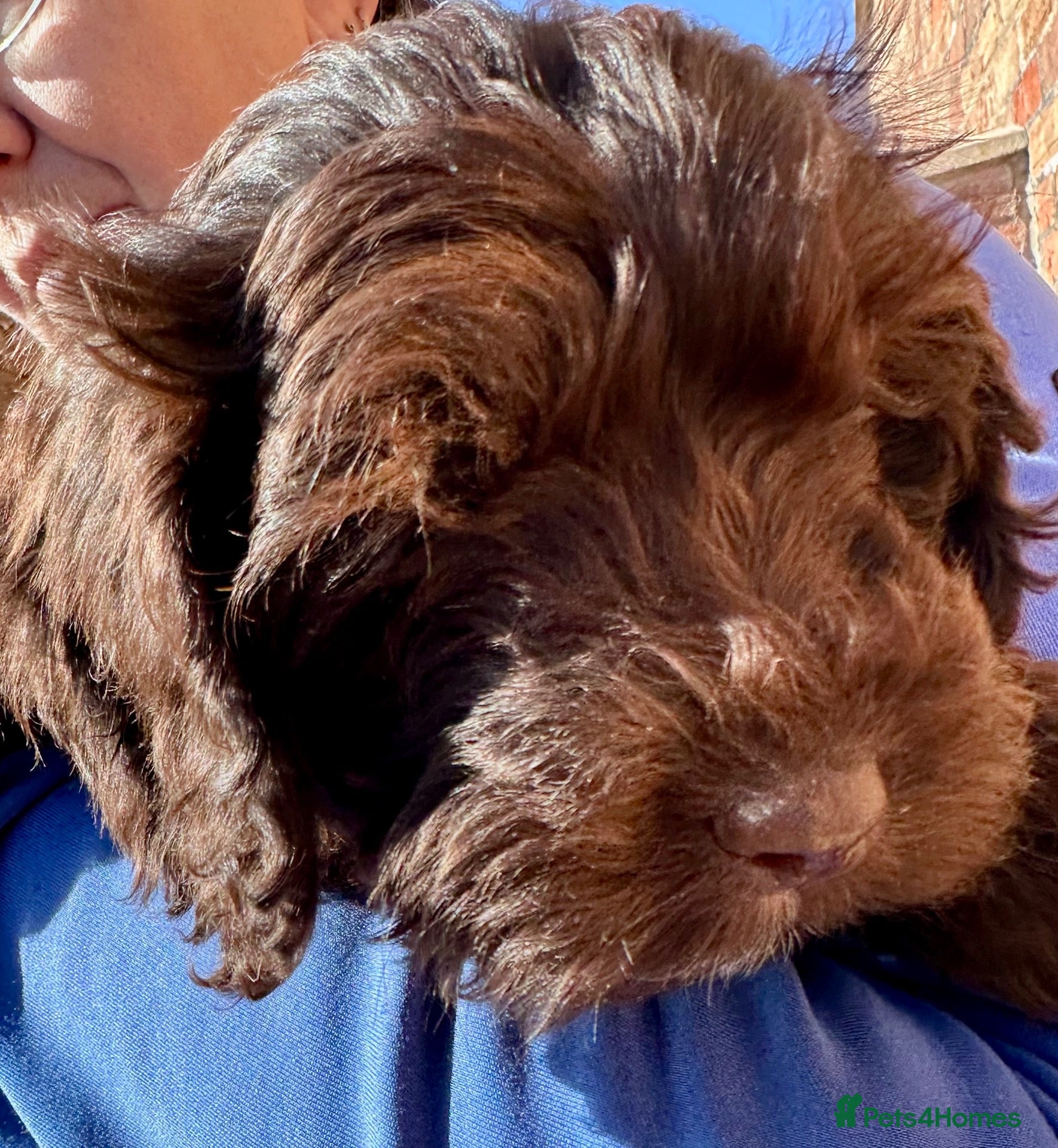 Cockapoo dogs Gorgeous PRA clear F1 Cockapoo puppies READY NOW - Advert 1