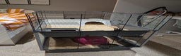 Guinea Pig rodents for sale: 2 female guinea pigs with cage and accessories - Advert 13
