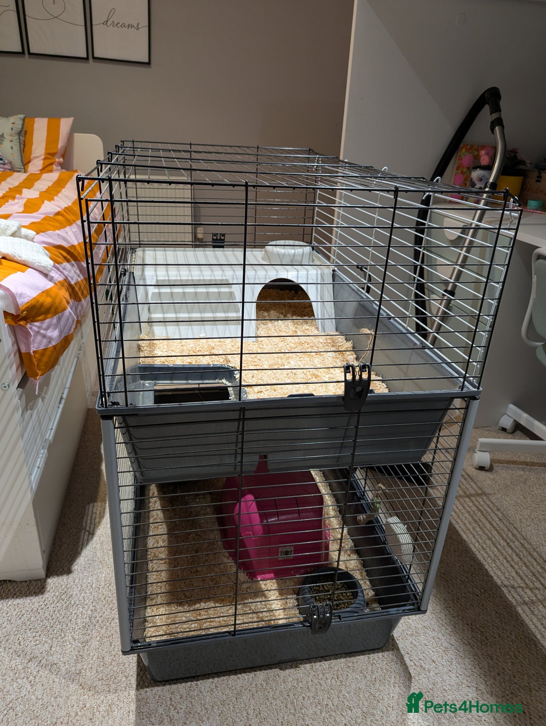 Guinea Pig rodents for sale: 2 female guinea pigs with cage and accessories - Advert 13