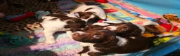 English Springer Spaniel dogs for sale: KC Health Tested, Home Reared 5 ⭐️ Liver Pups - Advert 5