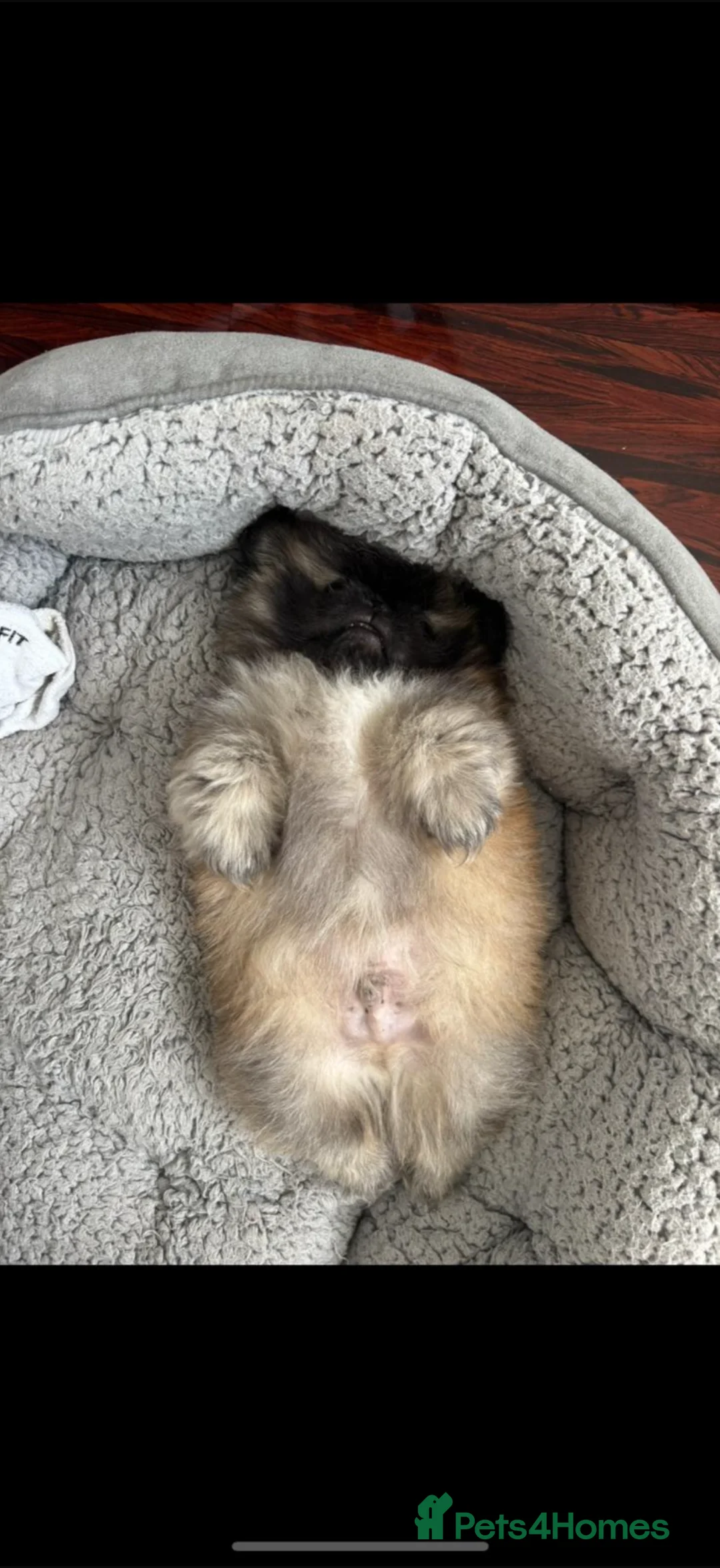 Pekingese dogs for stud: KC registered Pekingese stud available Essex 🐾 in Chelmsford - Advert 15