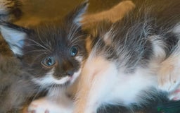 British Shorthair cats for sale: 4 Half British short hair girls  - Image 7