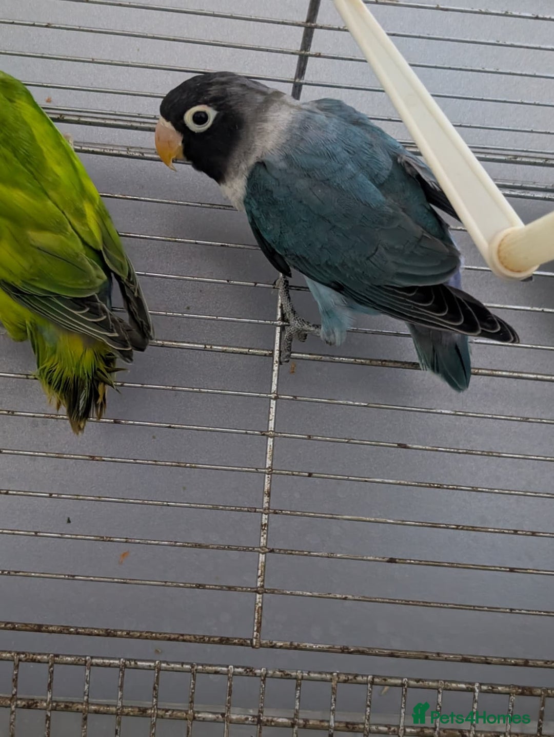 Lovebirds birds for sale: Hand Reared New Born Love Birds - Advert 12