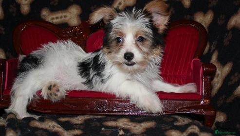 Yorkshire Terrier dogs Dior needs a forever home - Advert 11