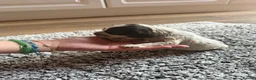 Cocker Spaniel dogs for sale: ❤️ Beautiful KC Show Cocker Spaniel Puppies ❤️ - Advert 31