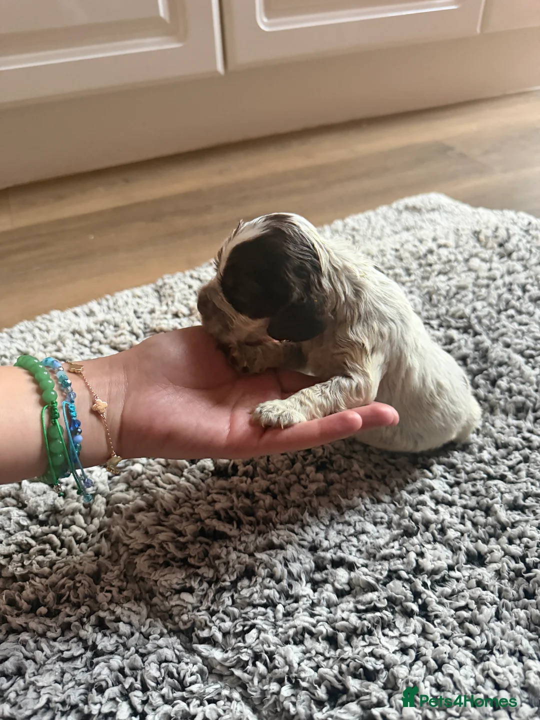 Cocker Spaniel dogs for sale: ❤️ Beautiful KC Show Cocker Spaniel Puppies ❤️ - Advert 31