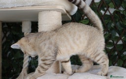 Scottish Fold cats for sale: Ready TICA reg stunning kittens available  - Image 2