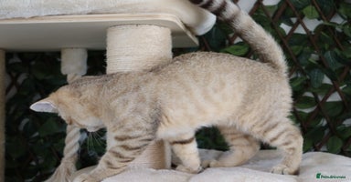 Scottish Fold cats - Advert 12