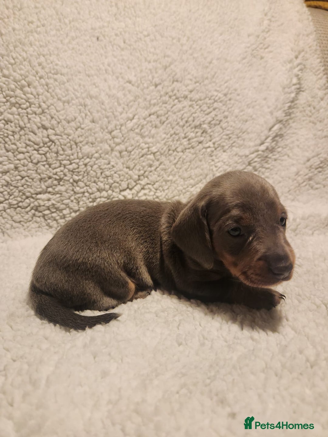 Dachshund dogs for sale: 🐾 Beautiful Dachshund Female Puppies  🐾 - Advert 6