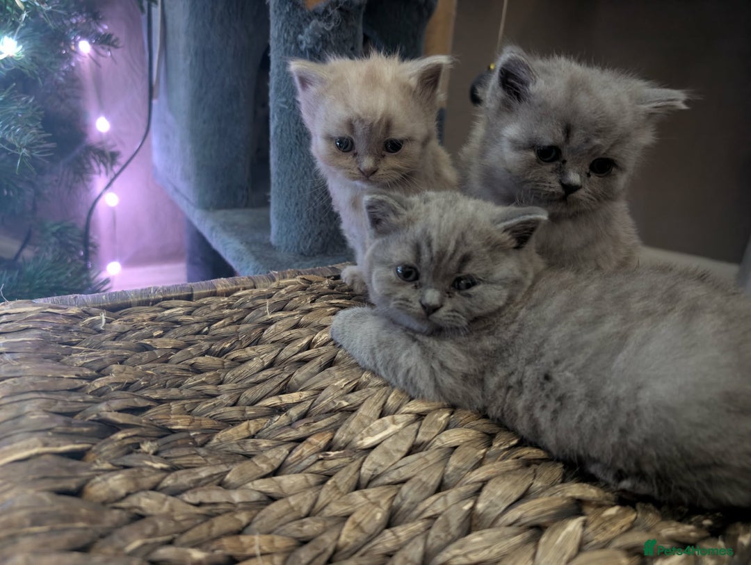 British Shorthair cats for sale: 4 British Short Hair  - Advert 2