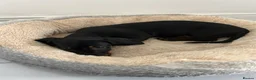 Dachshund dogs for sale:     Adorable Puppy Looking for a Loving Home - Advert 3