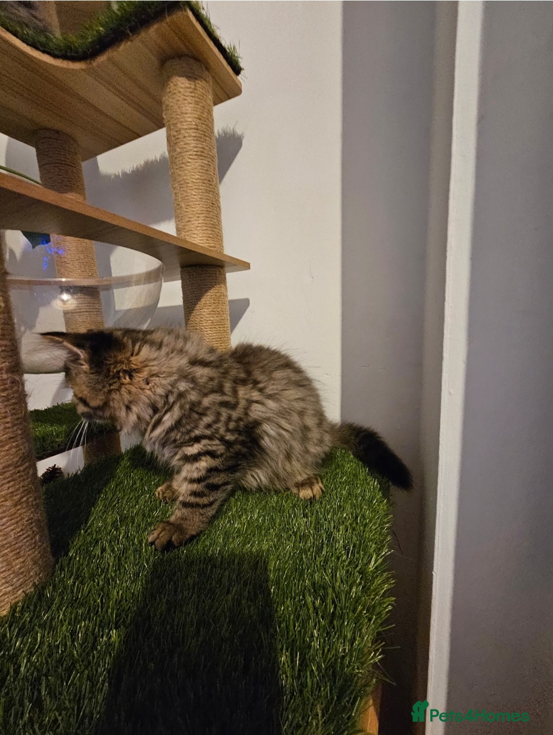 British Longhair cats for sale: British longhair mix fluffy kittens  - Advert 7