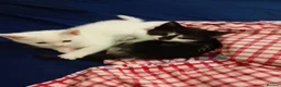 Mixed Breed cats for sale: Kittens - Advert 3