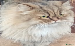 Persian cats for sale: Beautiful Chinchilla Persian girl  - Image 3