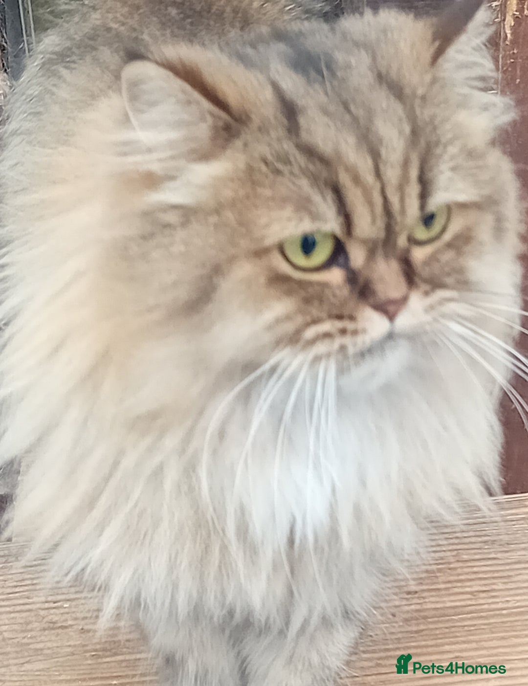 Persian cats for sale: Beautiful Chinchilla Persian girl  - Image 3