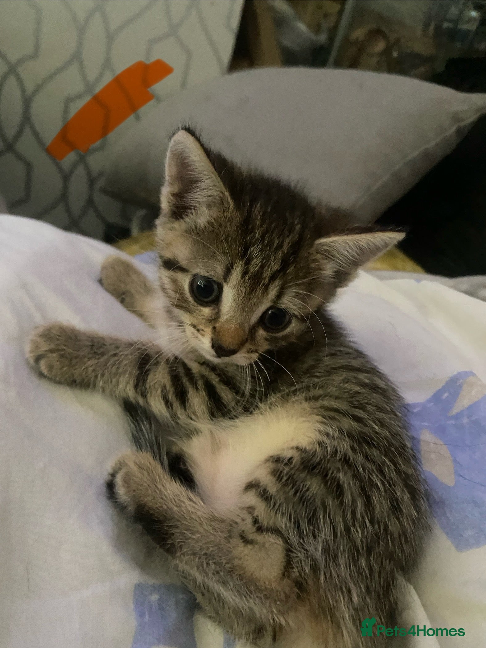 Mixed Breed cats 5 beautiful kittens - Advert 2