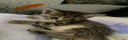 Mixed Breed cats for sale: 5 beautiful kittens - Advert 8