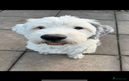 Old English Sheepdog dogs for stud: Chester Lovable Proven KC Old English Sheepdog in King's Lynn - Image 4