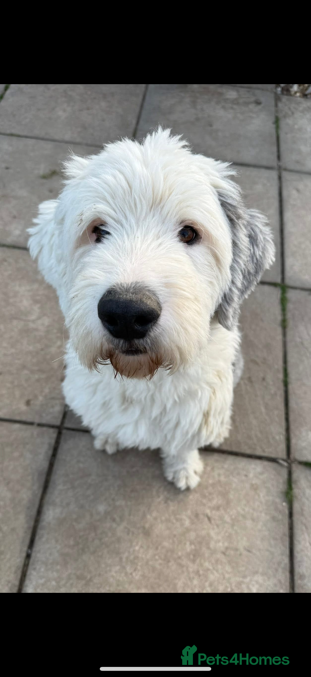 Old English Sheepdog dogs for stud: Chester Lovable Proven KC Old English Sheepdog in King's Lynn - Image 4