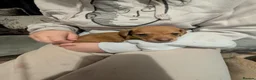Chiweenie dogs for sale: Chiweenie pups - Advert 10