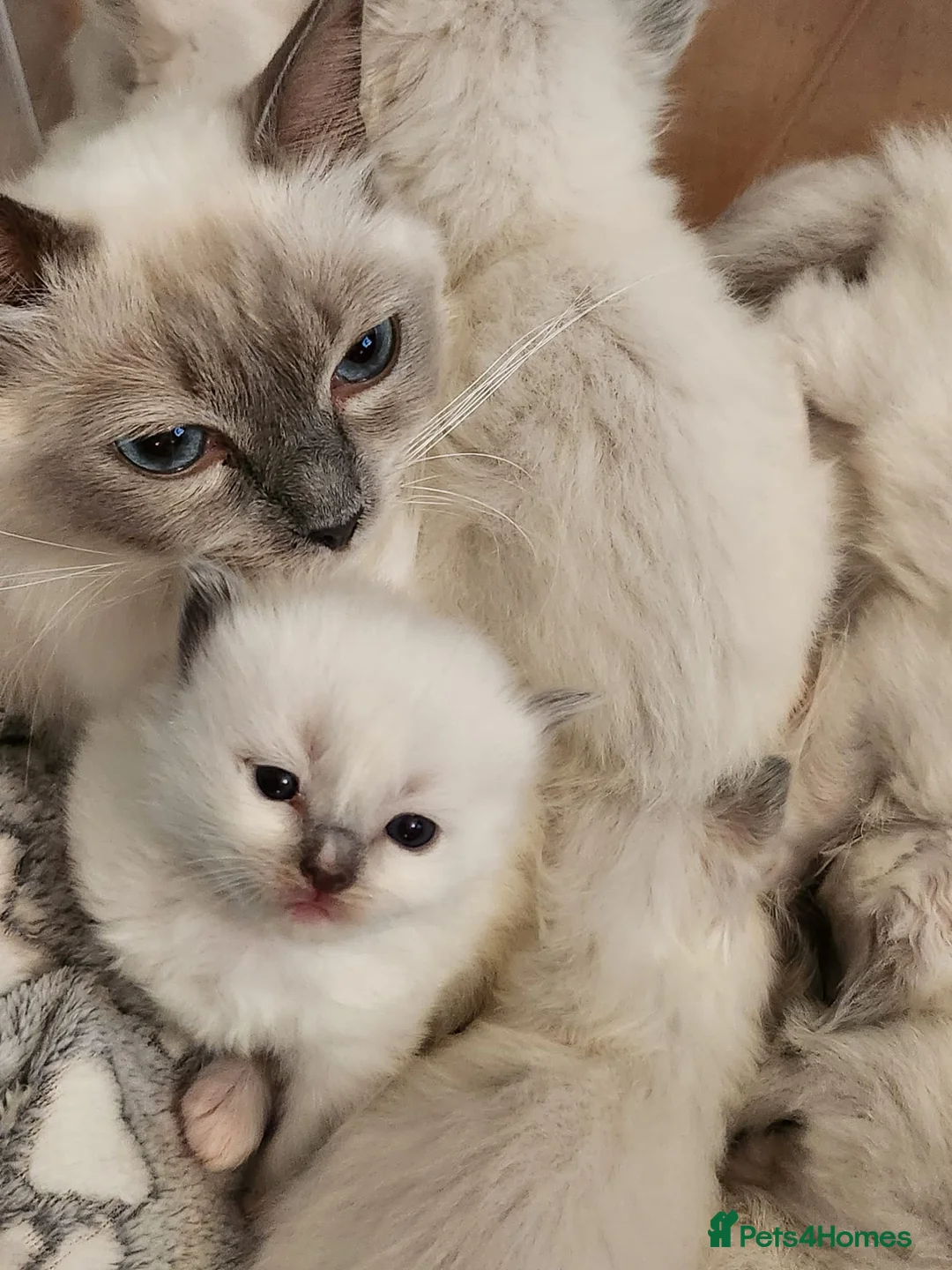 Ragdoll cats for sale: Pedigree Blue Point Ragdoll kittens  in Kirriemuir - Advert 11