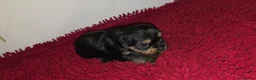 Yorkshire Terrier dogs for sale: Yorkshire Terrier Puppies 3 Girls & 1 Boy in Bolton - Advert 19