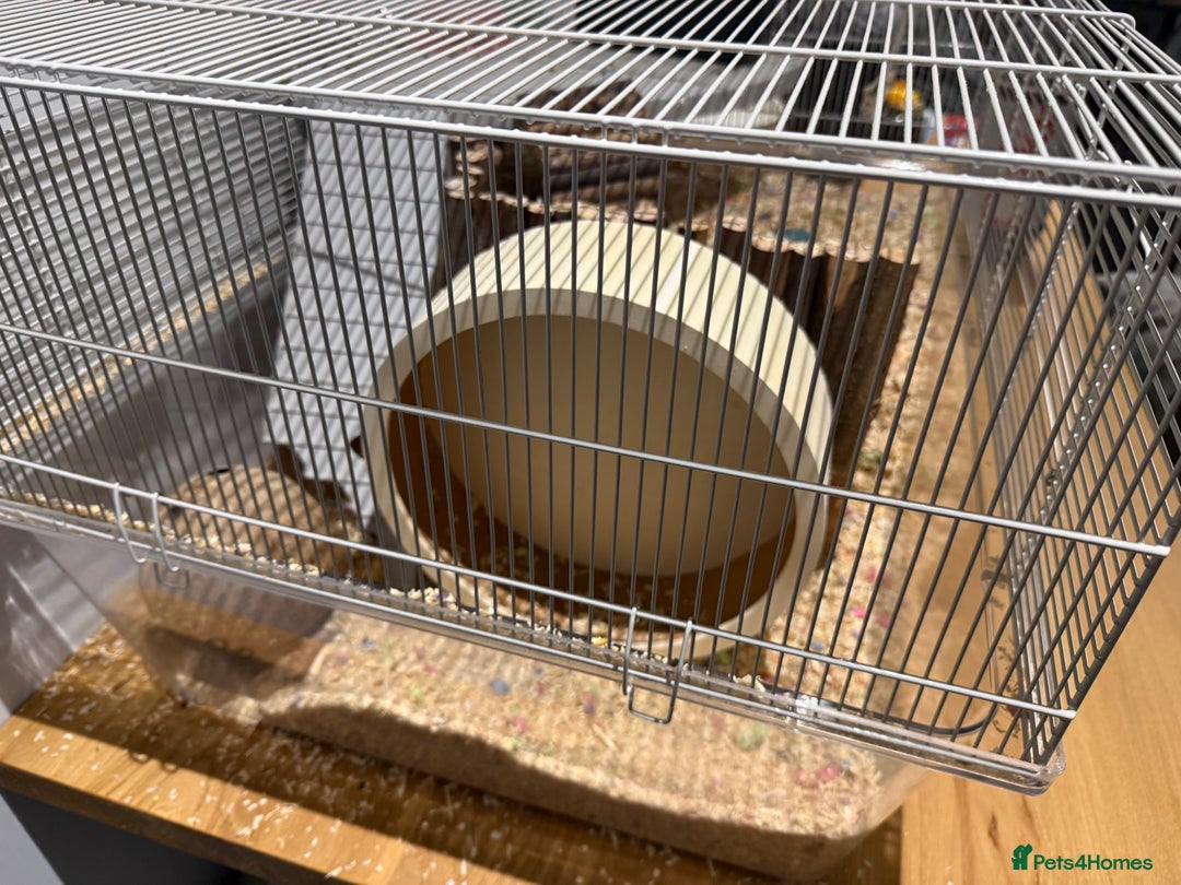 Gerbil rodents for sale: Two male gerbils to be rehomed asap - Image 14