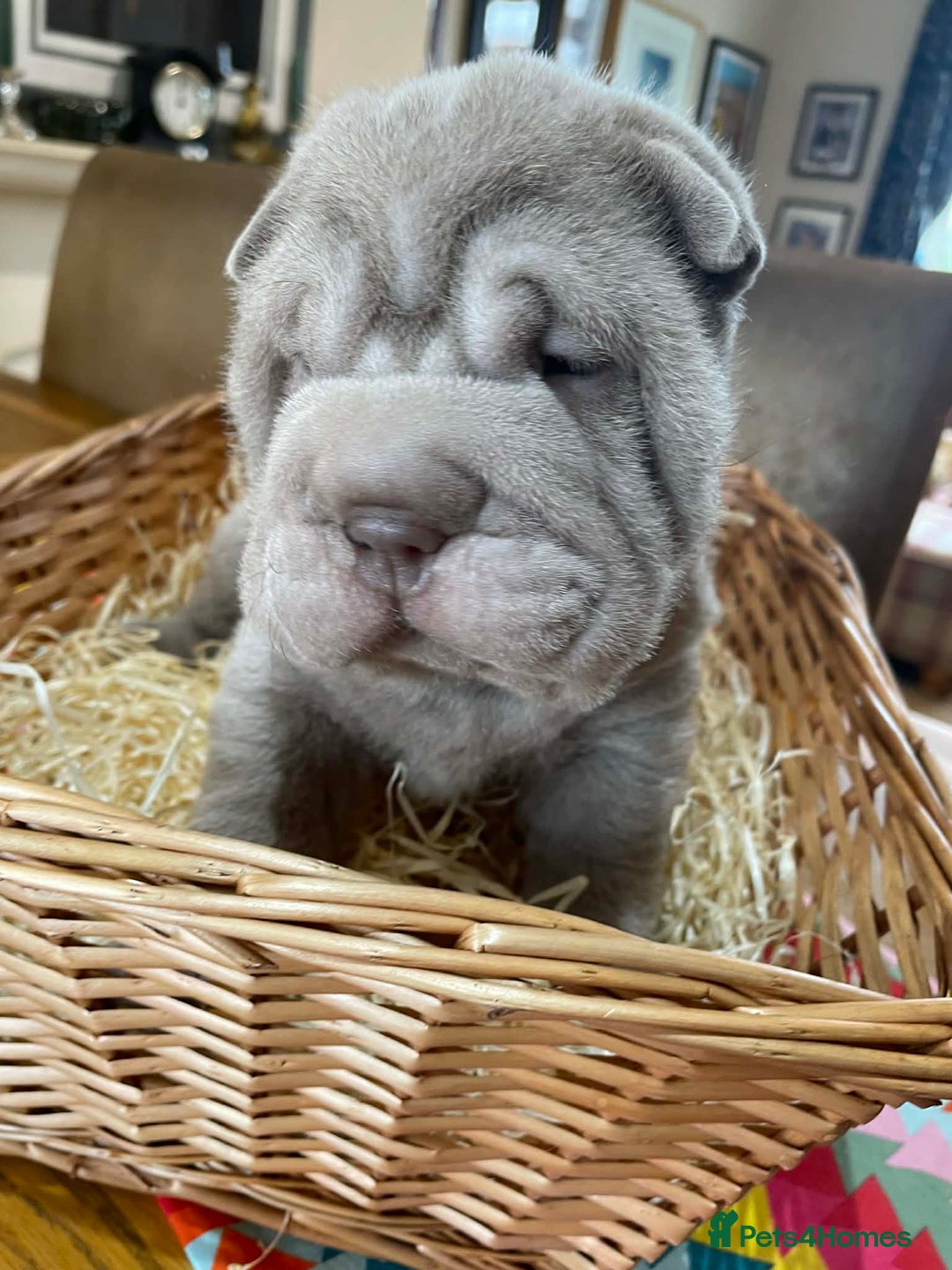 Shar Pei dogs for sale: 4 Shar pei puppies for sale - Advert 15
