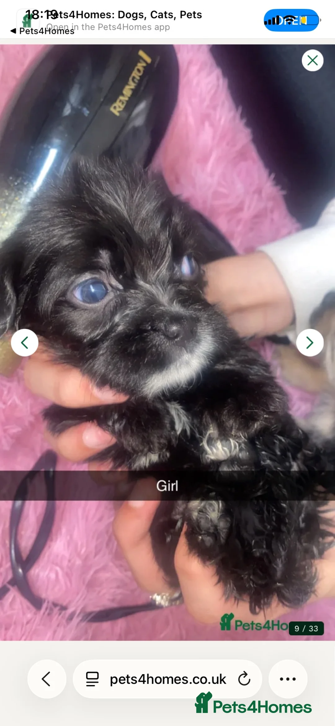 Jug dogs for sale: Just 2 stunning bundles of joy left 🐶 - Advert 2