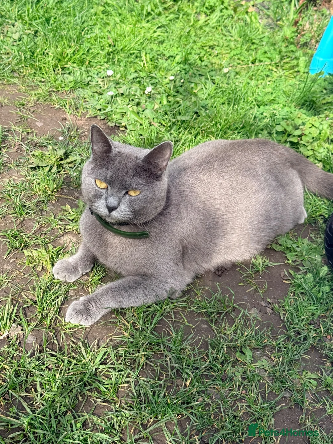 British Shorthair cats for sale: British shorthair female  - Advert 1