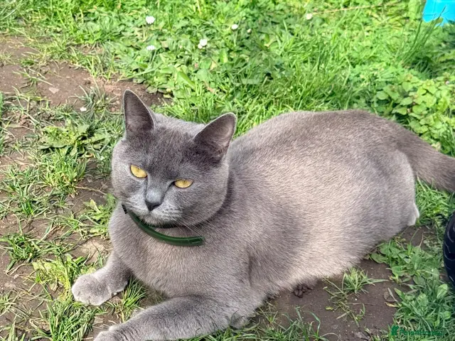 British Shorthair cats for sale: British shorthair female - Advert 5