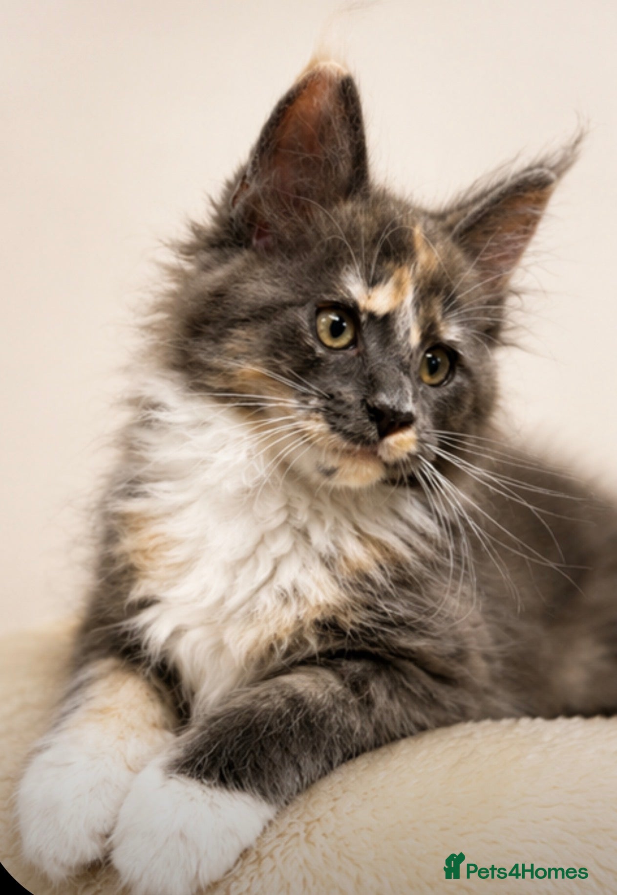 Maine Coon cats  Exceptional TICA Registered Maine Coon Kittens 🐾 - Advert 2
