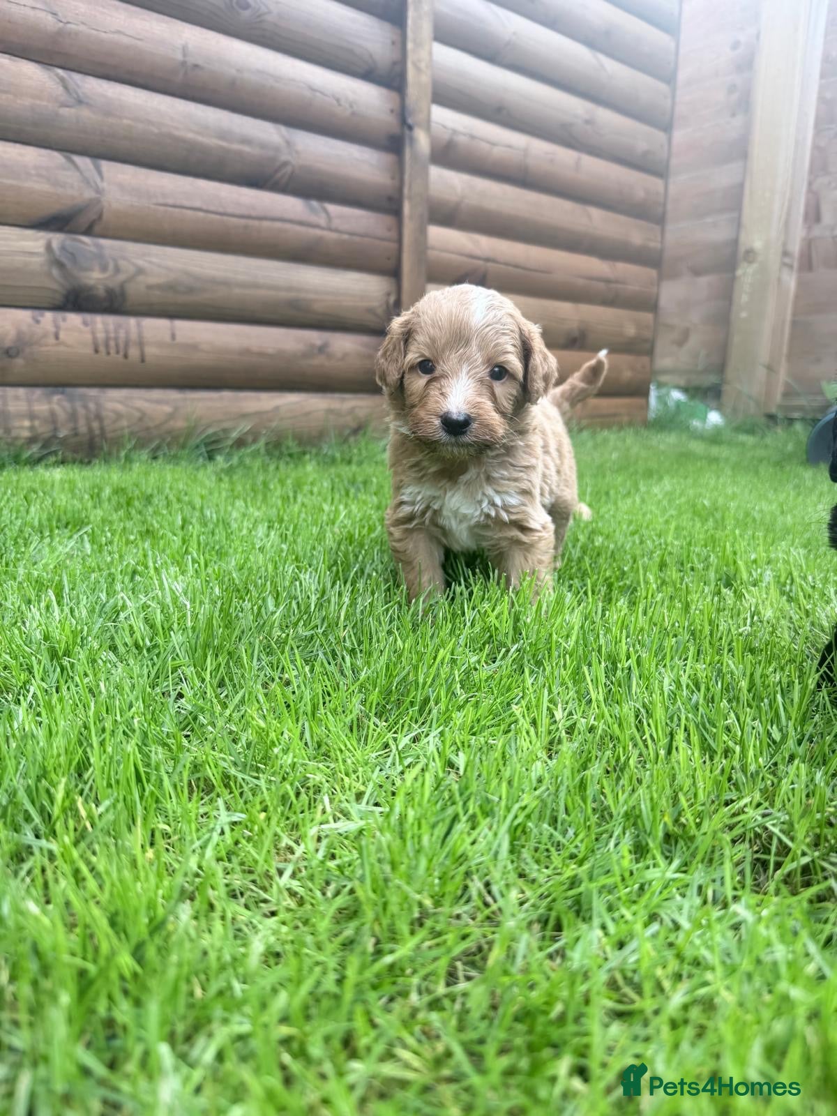 Australian Labradoodle dogs Beautiful Aussie Doodles - Advert 1