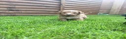 Australian Labradoodle dogs for sale: Beautiful Aussie Doodles - Advert 1