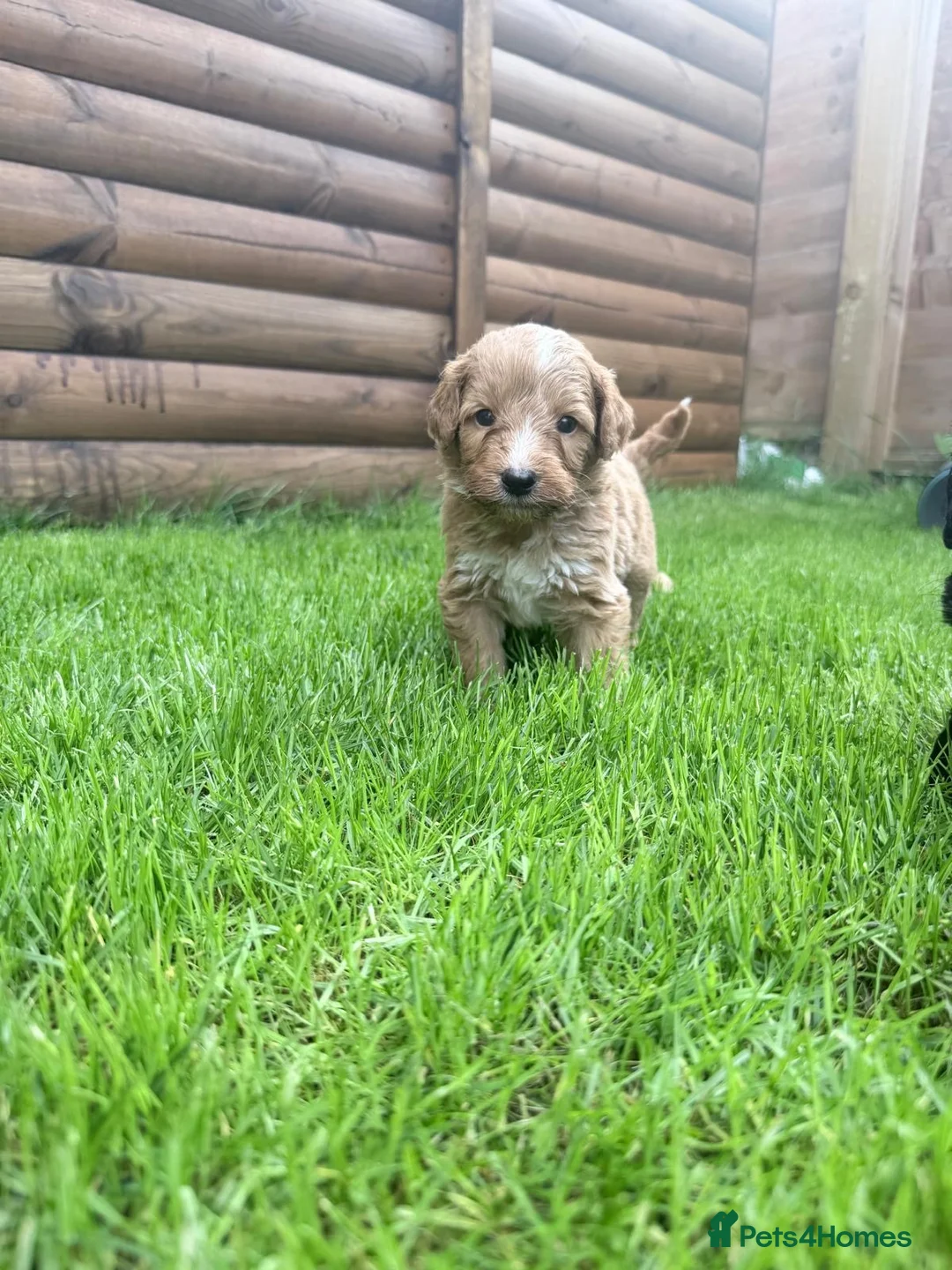 Australian Labradoodle dogs for sale: Beautiful Aussie Doodles - Advert 1