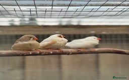 Conures birds for sale: Zebra finch mutations  - Image 4