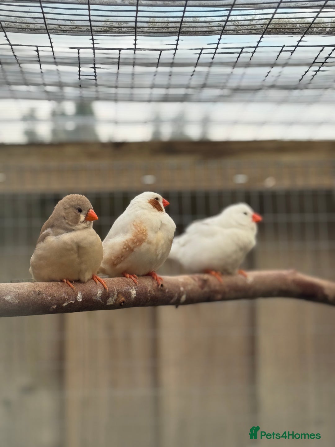 Conures birds for sale: Zebra finch mutations  - Image 4