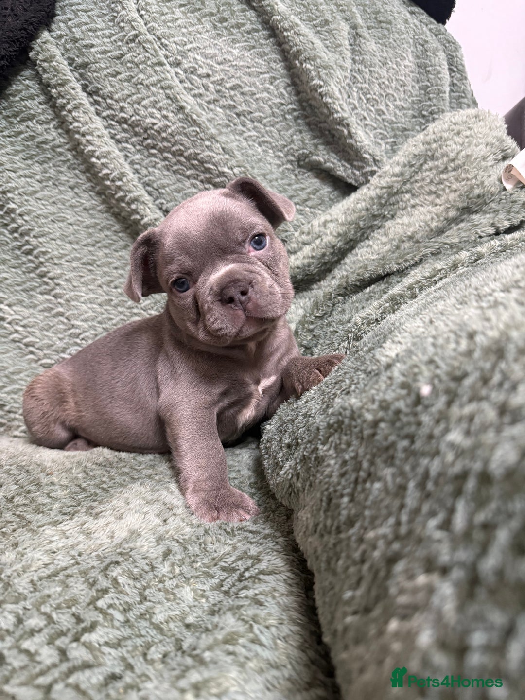 French Bulldog dogs for sale: One girl left.French Bulldog puppies 🐶❤️ KC reg - Advert 13