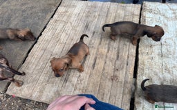 Mixed Breed dogs for sale: Minature Dacshund cross jack Russell  - Image 12
