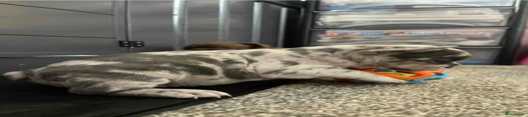 French Bulldog Puppy 3