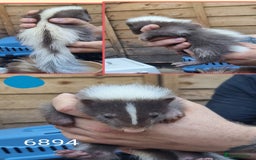 Mixed Breed rodents for sale: Beautiful Skunks for sale  - Image 6