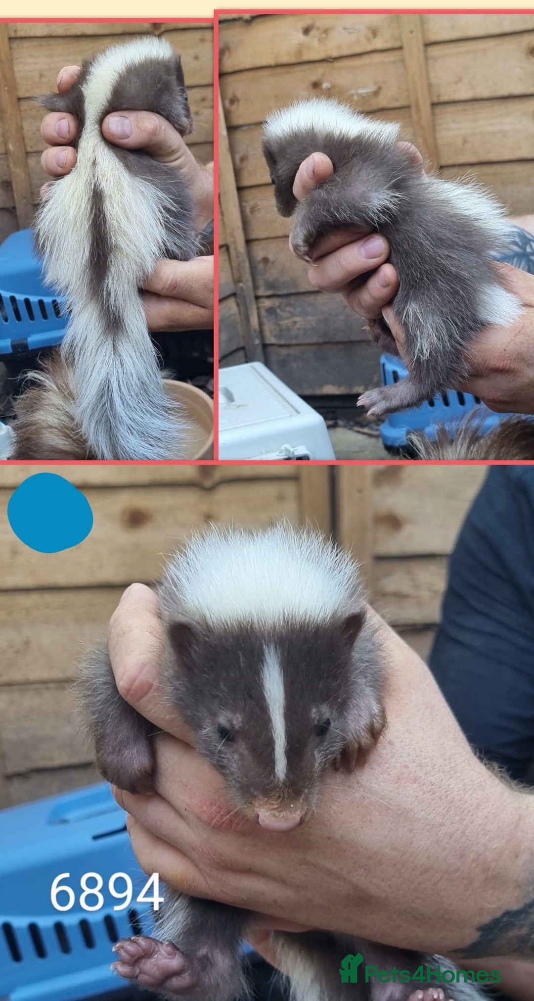 Mixed Breed rodents for sale: Beautiful Skunks for sale  - Image 6