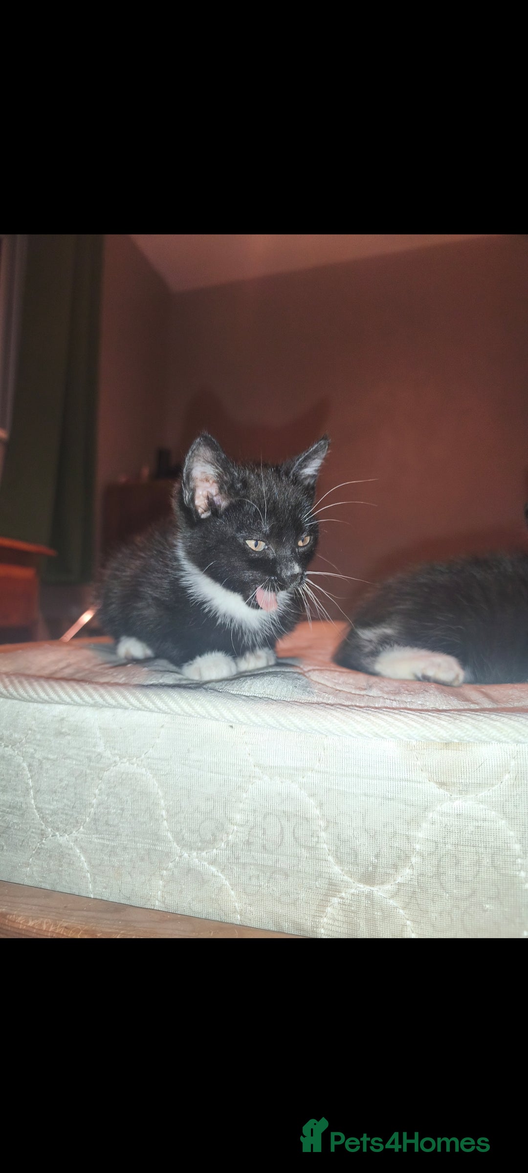 Mixed Breed cats for sale: Three Tuxedo Kittens Looking for Loving Homes - Advert 14