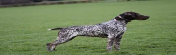 German Shorthaired Pointer dogs for sale: German shorthair pointer puppies - Advert 3