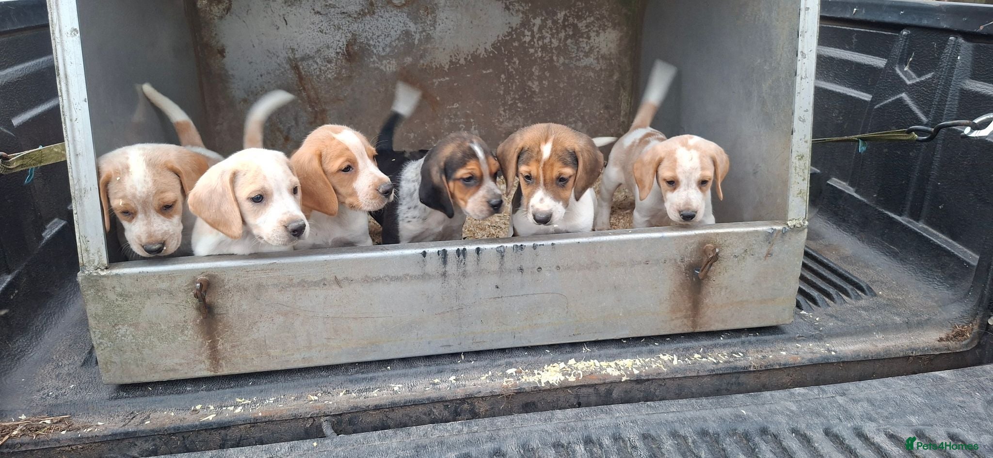 Beagle dogs 5 Stunning Beagle  puppies  - Advert 4