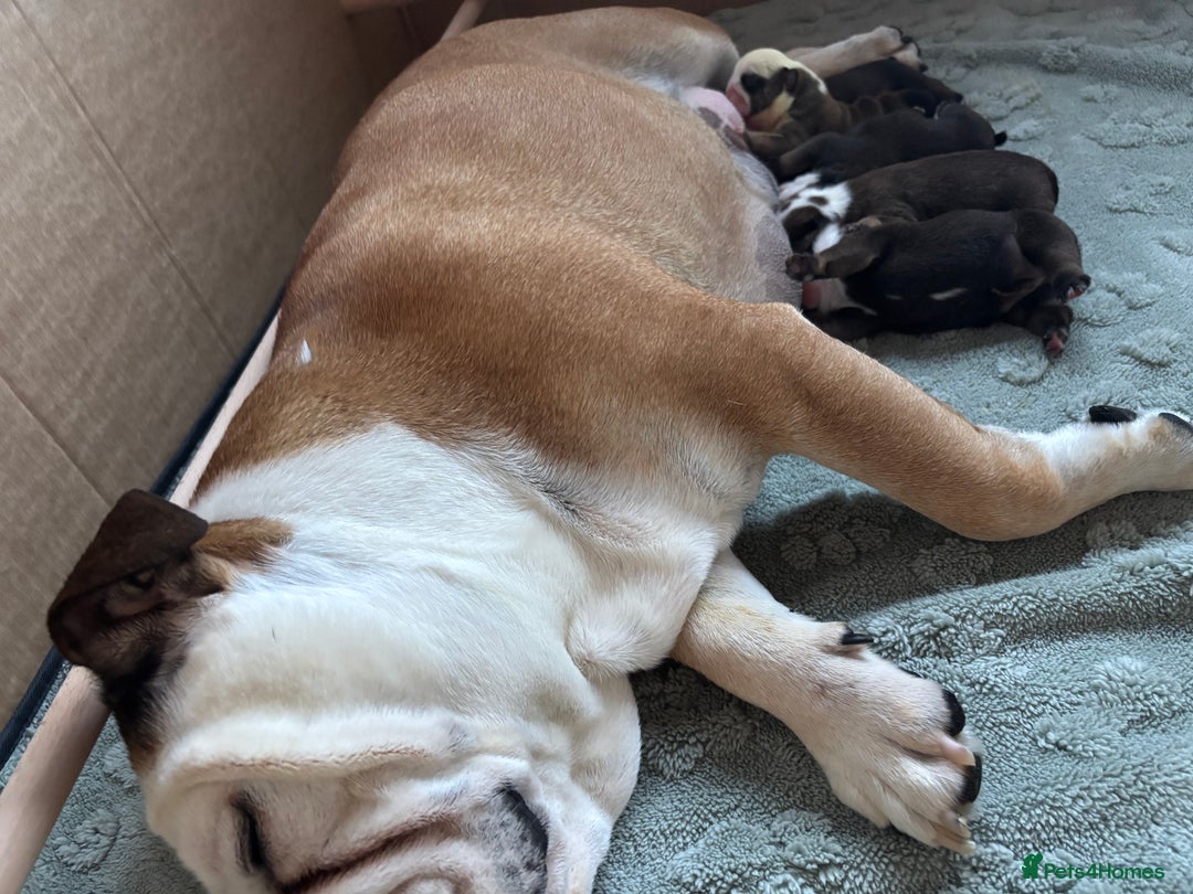 English Bulldog dogs for sale: English bulldog puppies - Image 4