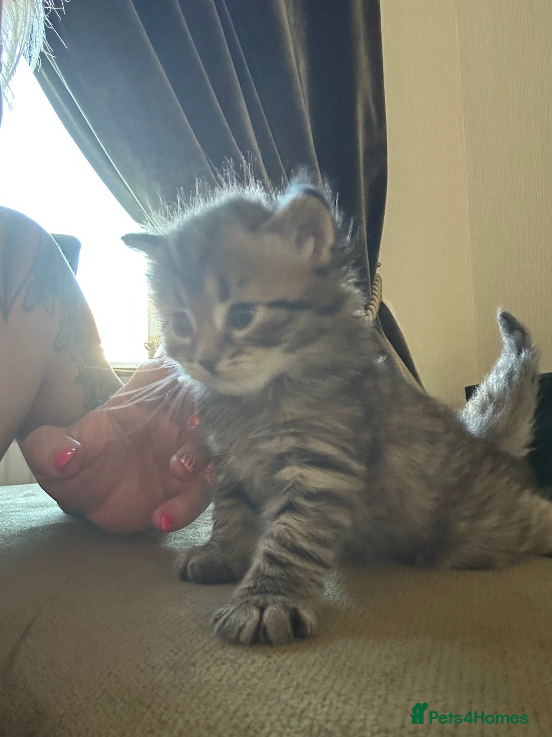 Bengal cats for sale: ‼️ RESERVED  ‼️Bengal x Persian  - Image 15
