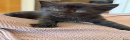 Mixed Breed cats for sale: 7 very fluffy Mainecoon mix breed kittens  - Advert 9