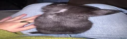 Chihuahua dogs for sale: Long coat chihuahuas  - Advert 13