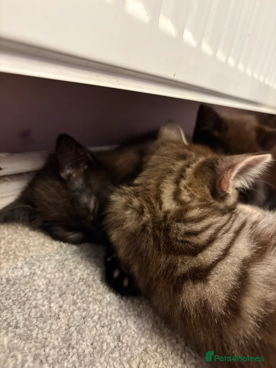 Mixed Breed cats for sale: 4 beautiful kittens ready for new home  - Advert 10